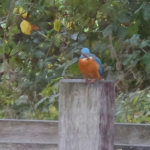 2015-11-14-alv-ijsvogel