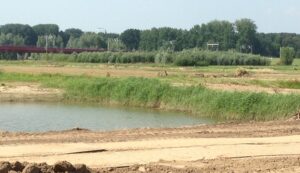 Het wilgenbosje in de Scheller- en Oldeneler Buitenwaarden