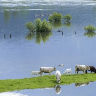 Koeien in overstroomd gebied.