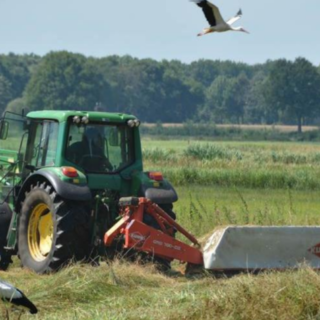 Agrarisch medegebruik van kruidenrijk grasland of grasruigte levert een bijdrage aan de omgeving, en onder andere voedsel voor ooievaars.