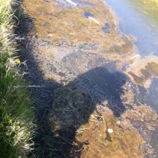 Flab:clusters van draadalgen, veroorzaakt door (te) voedselrijk water.