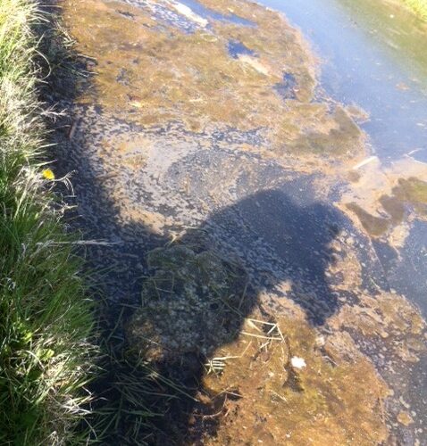 Flab:clusters van draadalgen, veroorzaakt door (te) voedselrijk water.