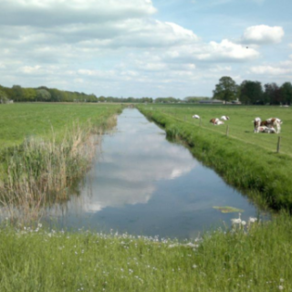 Witteveenseleiding