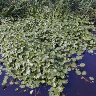 De grote waternavel begint te woekeren.