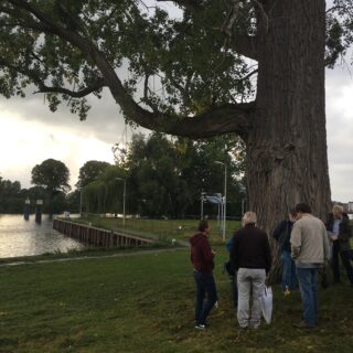 De stadsdijkwandeling in Zwolle leidt langs de boom die mogelijk moet wijken in verband met de veiligheid van de dijken.