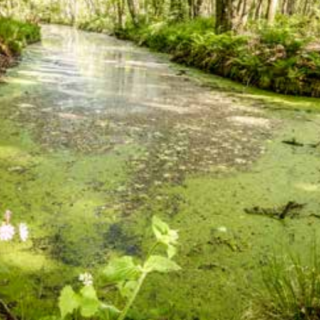 Exotengroei in een sloot