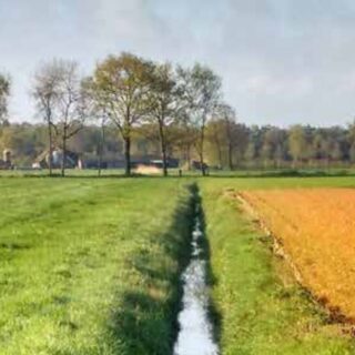 Gele percelen door glyfosaat