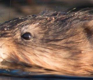 muskusrat