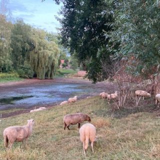 Schapen bij een drooggevallen sloot.