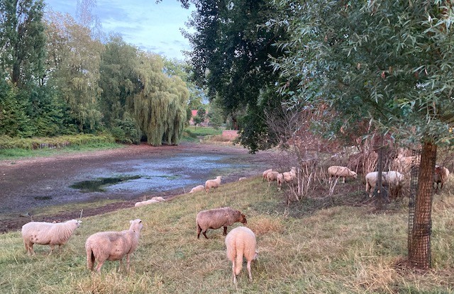 Schapen bij een drooggevallen sloot.