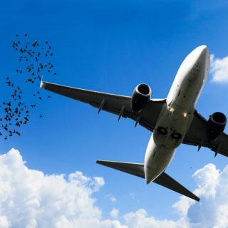 Vliegtuig en vogels