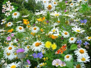 Water Natuurlijk stelt ambities voor onder meer duurzaamheid en biodiversiteit voorop.